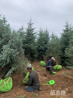 高度250厘米欧洲云杉