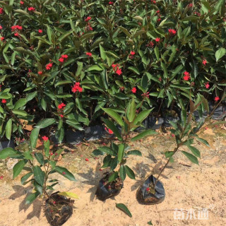 高度40厘米希茉莉