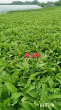 高度20厘米紫花玉簪