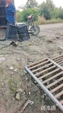 高度20厘米翠芦莉