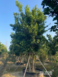 40公分(4杆)丛生香泡