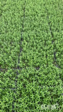 高度5厘米迷迭香