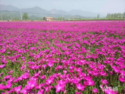 高度10厘米欧石竹