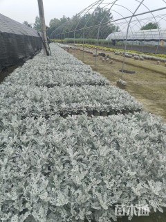 高度25厘米银叶菊