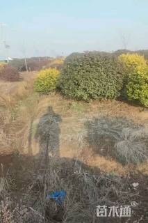 冠幅180厘米红叶石楠球