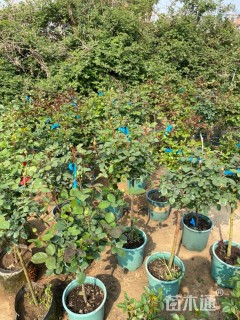 高度60厘米棒棒糖月季