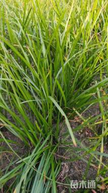 高度20厘米葱兰