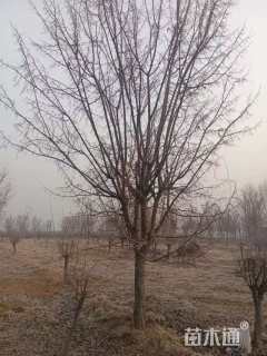 20公分垂丝海棠