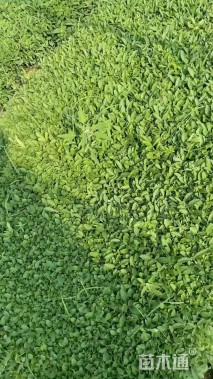 高度20厘米柳叶马鞭草