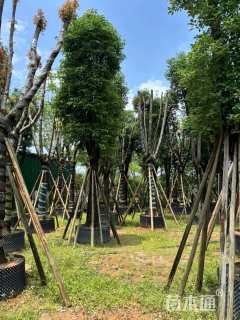 3公分香樟