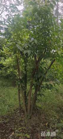 高度250厘米丛生福禄考