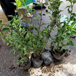 高度40厘米六月雪