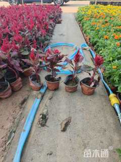 高度15厘米彩叶草