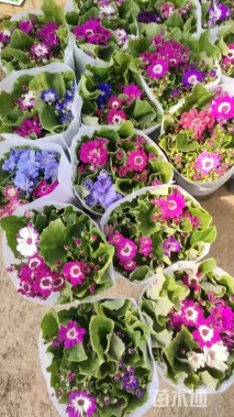 高度30厘米瓜叶菊