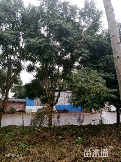 20公分蓝花楹