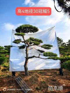 30公分造型黑松
