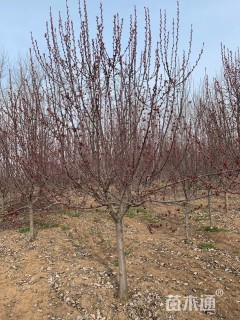 8公分红宝石海棠