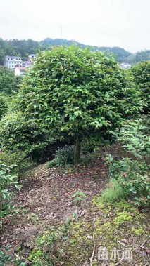 高度180厘米茶梅