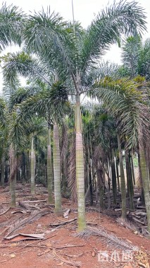 裸干高500厘米狐尾椰
