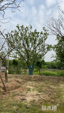 75公分(3杆)丛生朴树
