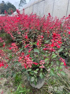 高度30厘米一串红