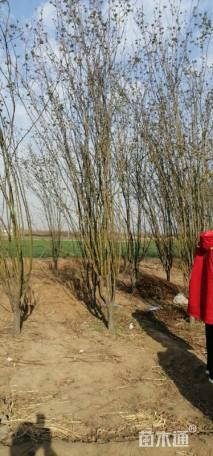 10公分西府海棠