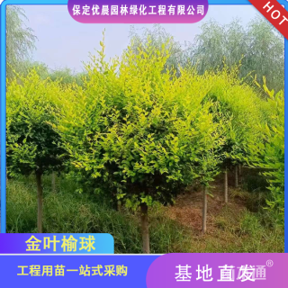 冠幅50厘米金叶榆球