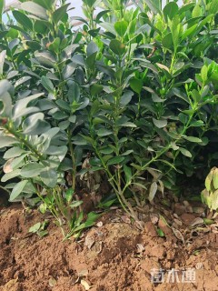 高度40厘米大叶黄杨