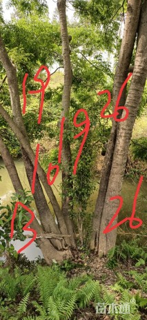 15公分丛生朴树