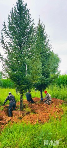 高度300厘米云杉
