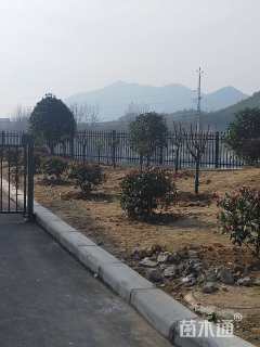 冠幅100厘米红叶石楠球