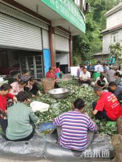 高度8厘米老鹰茶