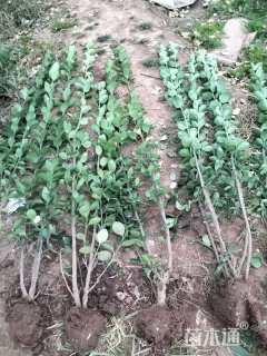 高度80厘米北海道黄杨