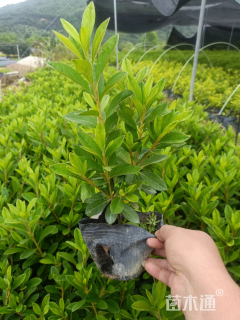 高度25厘米杜鹃