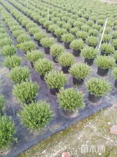 高度15厘米迷迭香