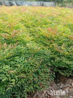 高度35厘米南天竹