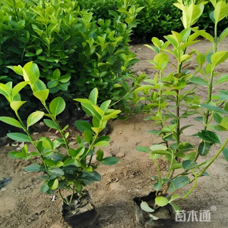 高度40厘米卫矛