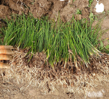 高度15厘米葱兰