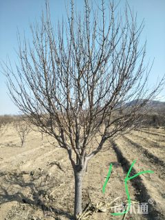 15公分八棱海棠