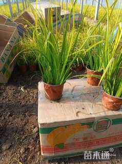 高度35厘米金叶石菖蒲