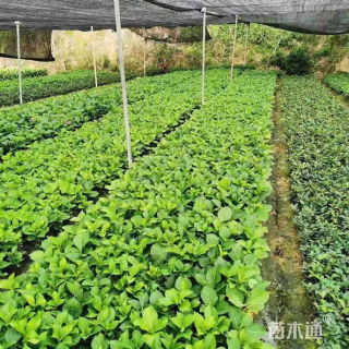 高度20厘米八仙花