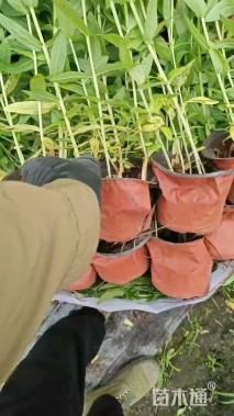 高度30厘米千屈菜