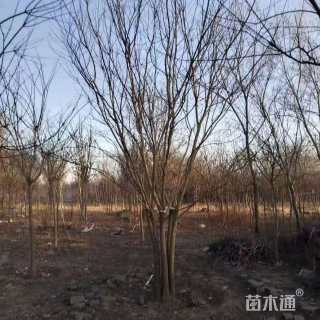 高度500厘米丛生国槐