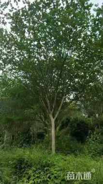 15公分四川红紫薇