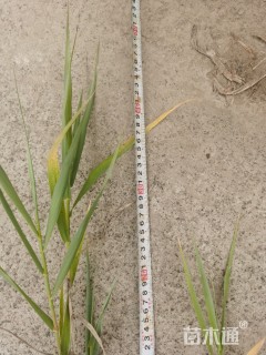 高度20厘米芦竹