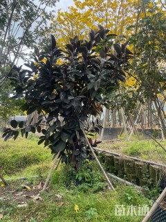 高度300厘米黑金刚橡皮树