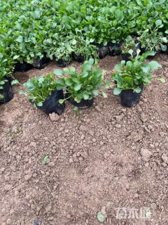 高度20厘米冰岛虞美人