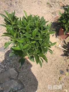 高度40厘米非洲茉莉