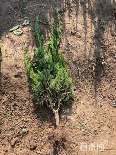 高度45厘米龙柏