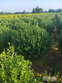 冠幅200厘米卫矛球